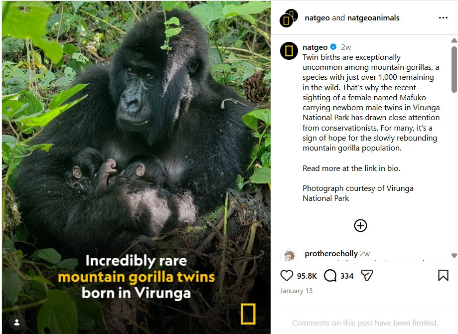 A picture capturing the twin births of baby mountain gorillas A picture capturing the twin births of baby mountain gorillas