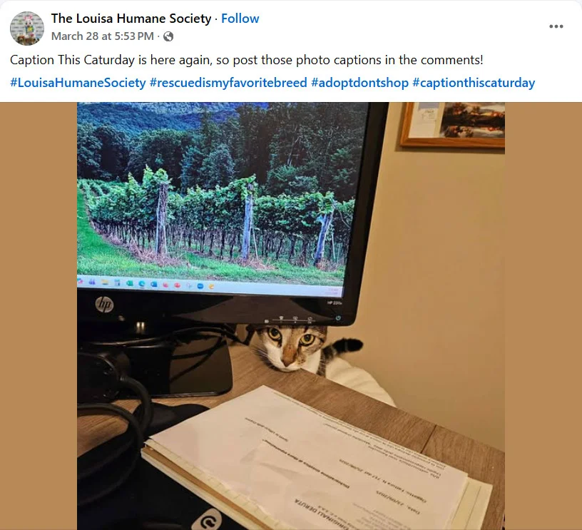 The Louisa Humane Society’s caption contest Facebook post featuring a photo of a pet up for adoption The Louisa Humane Society’s caption contest Facebook post featuring a photo of a pet up for adoption